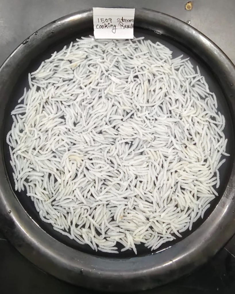 1509 Steam Rice After Cooking